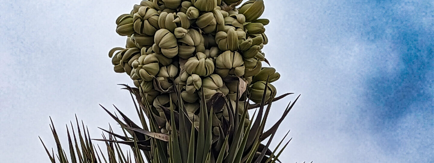 Joshua Tree in bloom