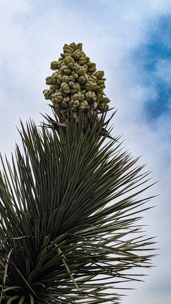 Joshua Tree in bloom in January 2026